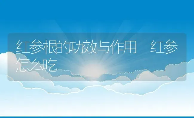 红参根的功效与作用 红参怎么吃 | 养殖资料投稿