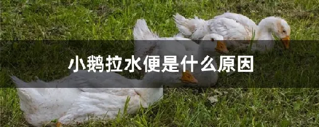 小鹅拉水便是什么原因