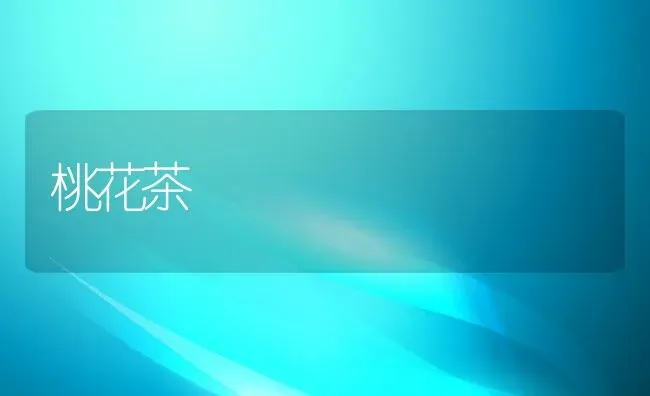 桃花茶 | 养殖资料投稿