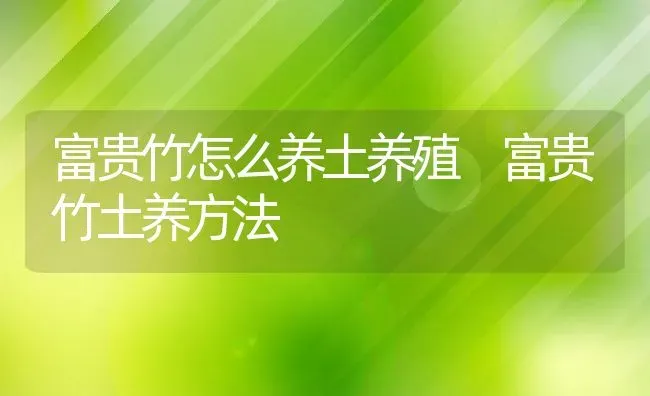 富贵竹怎么养土养殖 富贵竹土养方法 | 养殖资料投稿