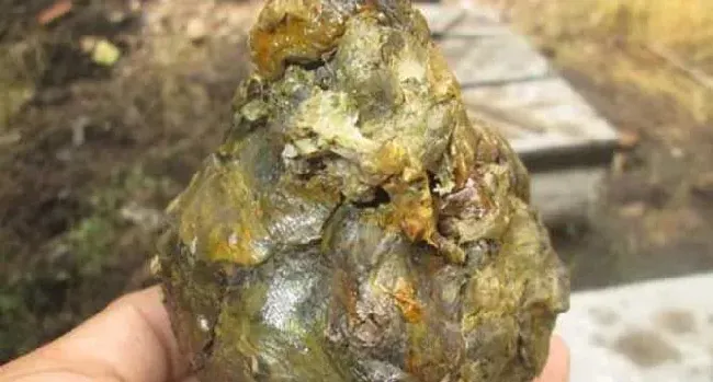 蜂胶的正确吃法及最佳时间