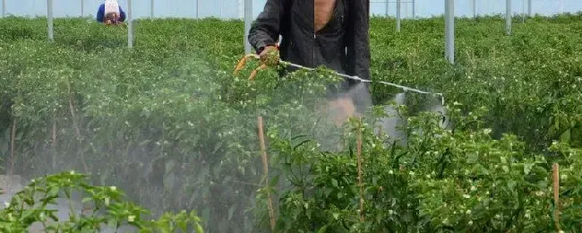 农药苦参碱的杀虫范围能与其他农药混合吗