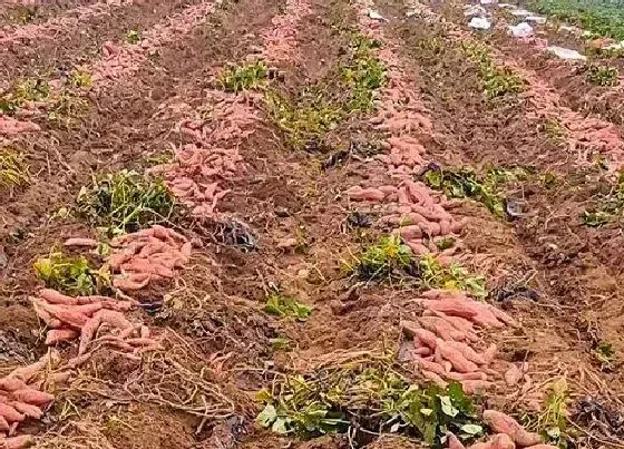 农作物|芒种适合种什么农作物 适合芒种季节种植的农作物