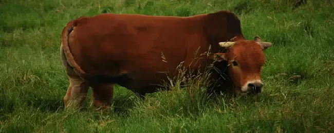 肉牛可以喂猪油吗