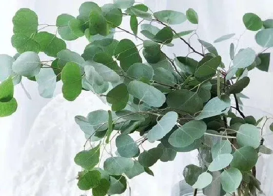 种植前景|尤加利种植条件 对生长环境的要求