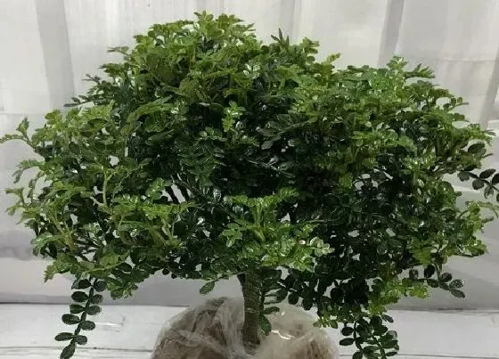 种植前景|胡椒的种植条件  种植地区的生长环境