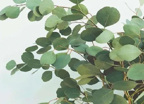 种植前景|尤加利种植条件 对生长环境的要求