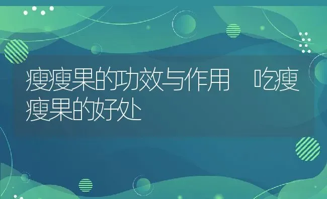 瘦瘦果的功效与作用 吃瘦瘦果的好处 | 养殖资料投稿
