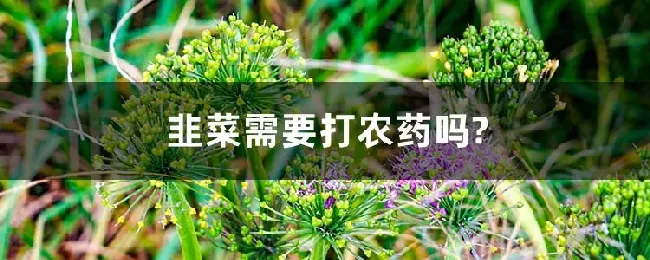 韭菜需要打农药吗?