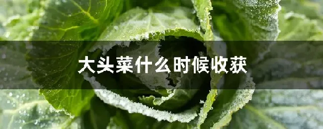 大头菜什么时候收获