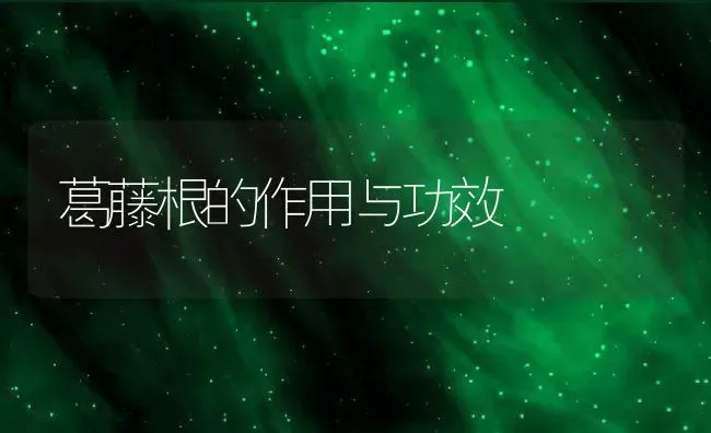 葛藤根的作用与功效 | 养殖资料投稿
