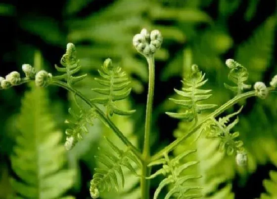 蔬菜|蕨菜是什么菜