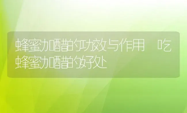 蜂蜜加醋的功效与作用 吃蜂蜜加醋的好处 | 养殖资料投稿