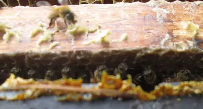 蜂胶的正确吃法及最佳时间