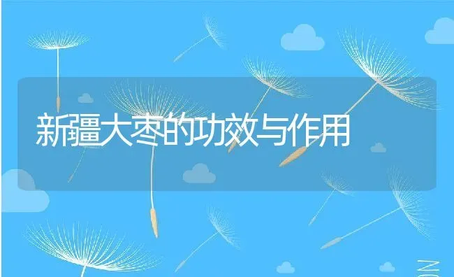 新疆大枣的功效与作用 | 养殖资料投稿