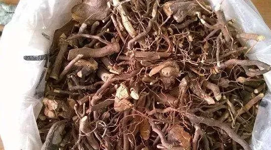 茅莓根的功效与作用 茅莓根的最大作用是什么