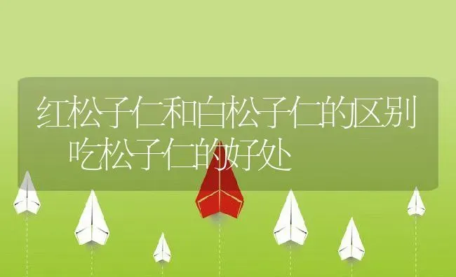 红松子仁和白松子仁的区别 吃松子仁的好处 | 养殖资料投稿