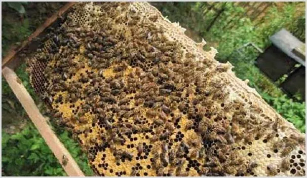 现在农村有哪些赚钱的养殖项目？这几种前景可观、经济效益好！ | 养殖什么赚钱