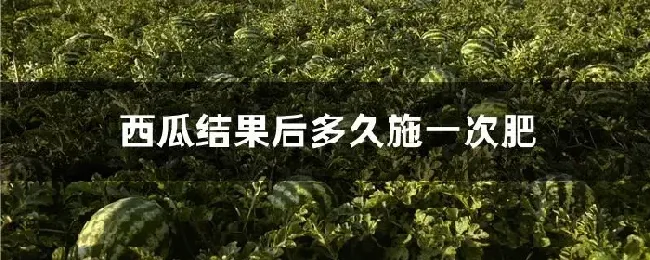 西瓜结果后多久施一次肥