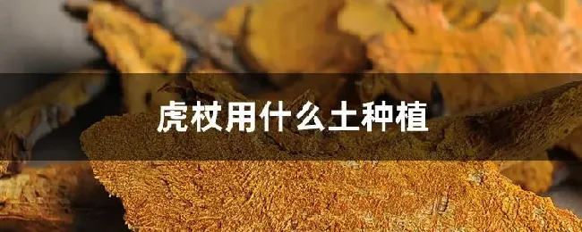 虎杖用什么土种植