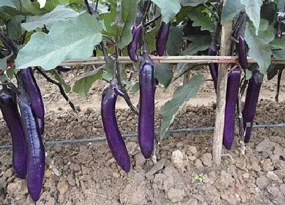 种菜|泡沫箱适合种什么蔬菜