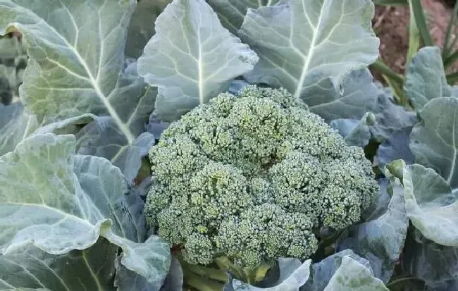 种菜|泡沫箱适合种什么蔬菜