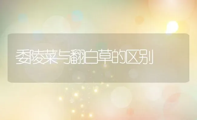 委陵菜与翻白草的区别 | 养殖资料投稿