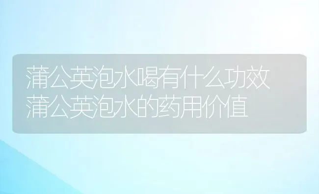 蒲公英泡水喝有什么功效 蒲公英泡水的药用价值 | 养殖资料投稿