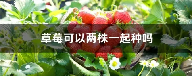 草莓可以两株一起种吗