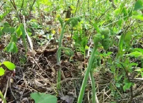 蔬菜|蕨菜是什么菜