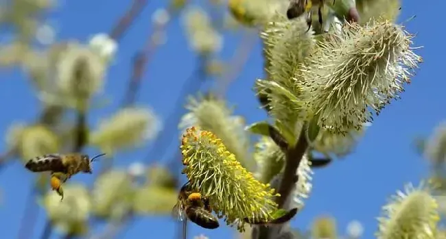 蜜蜂采蜜是什么季节？