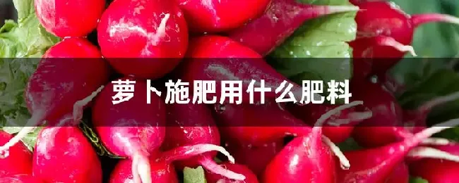 萝卜施肥用什么肥料