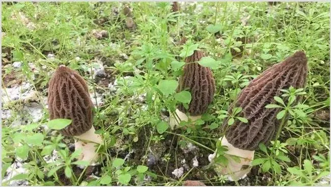 羊肚菌种植前景 | 养殖赚钱项目