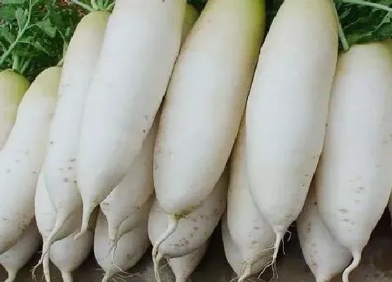 蔬菜|白萝卜是碳水还是蔬菜 是碳水化合吗