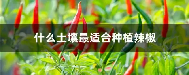 什么土壤最适合种植辣椒