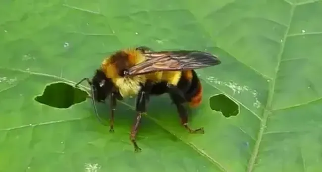 钻木头的黑蜂叫什么蜂