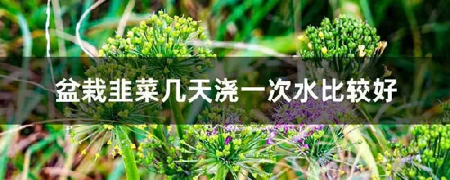 盆栽韭菜几天浇一次水比较好