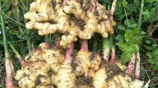 山竹子根的功效与作用