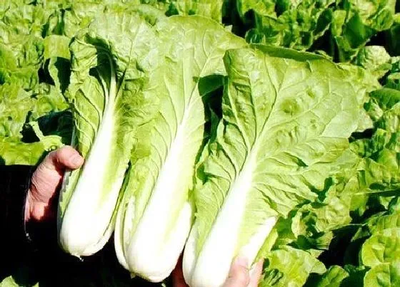 蔬菜|小白菜是什么菜