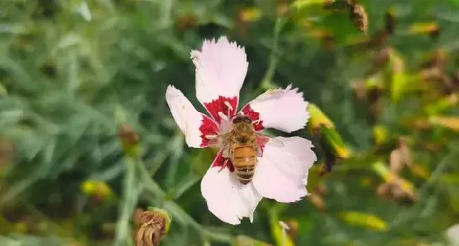 打死一只蜜蜂会报复吗？