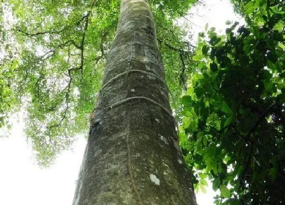 种植前景|广西可以种沉香吗
