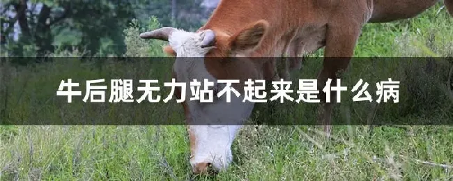 牛后腿无力站不起来是什么病