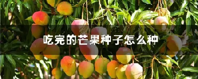 吃完的芒果种子怎么种