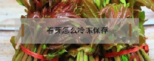 春芽怎么冷冻保存不烂