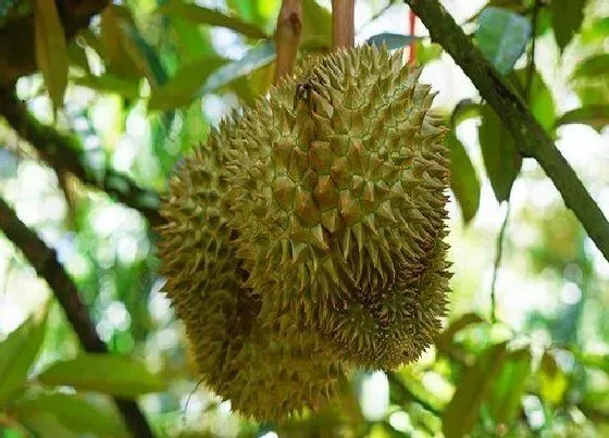 种植前景|广西可以种榴莲树吗