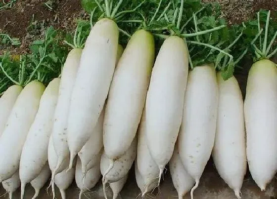 蔬菜|白萝卜是碳水还是蔬菜 是碳水化合吗