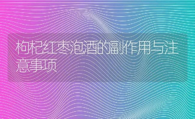 枸杞红枣泡酒的副作用与注意事项 | 养殖资料投稿