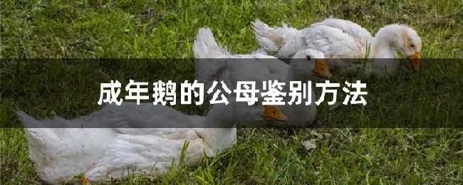 成年鹅的公母鉴别方法