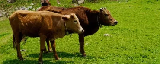 肉牛吃什么饲料长得快养牛春节对联七字