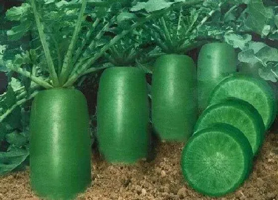 种植前景|萝卜亩产量多少斤